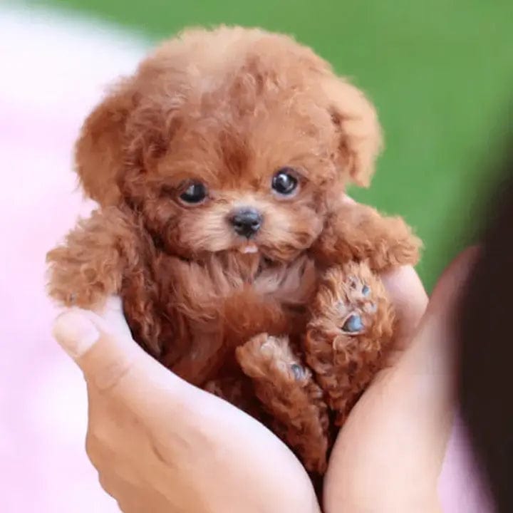 Realistic Robot Puppy